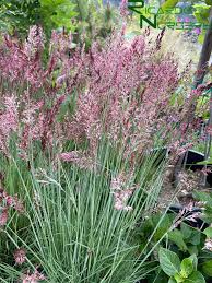 Image result for Melinis nerviglumis