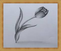 Check spelling or type a new query. Menakjubkan 28 Sketsa Bunga Tulip Koleksi Bunga Hd