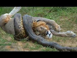 Download furious lion vs angry anaconda snake for android to amazing wild adventure of savanna wildlife and ultimate fight battle of furious wild lion vs anaconda snake and other venomous snakes. Eruzplvkd63tdm