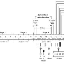 Image result for training effect schema