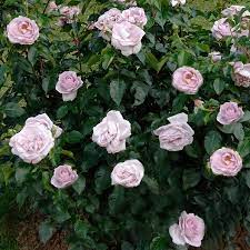 Cette grande personne est le meilleur ami que j'ai au monde. Roses For A Cause The Little Prince