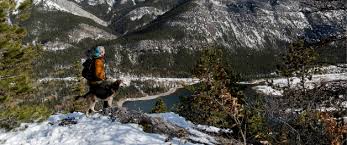 Orijen puppy food, manufactured in alberta canada uses only regionally available ingredients. Orijen Dog Cat Food Nourish Your Pet As Nature Intended