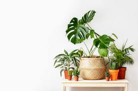 Best indoor flowers for apartments. The Best Plants For Your Apartment Wirtz Residential