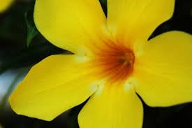 Seamless texture with pink and yellow flowers in watercolor technique. Beautiful Yellow Flowers Free Stock Photos Download 15 995 Free Stock Photos For Commercial Use Format Hd High Resolution Jpg Images Sort By Relevant First