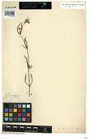 Image result for Vahlia dichotoma