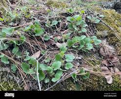 Image result for Heuchera cylindrica Greenfinch