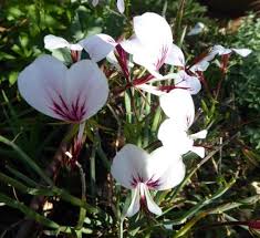 Image result for Argyrolobium tomentosum