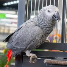 Shop african grey pet store on Sale Black Friday