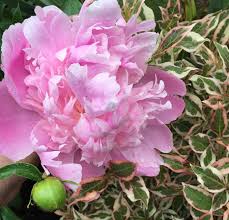 Find out more about peony flowers and bouquets. Peony Partners Enchanted Gardens