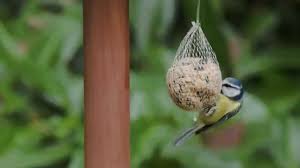 Nourrir Les Oiseaux Du Jardin Youtube