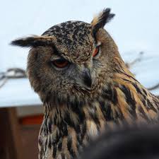 Image result for bubo bubo