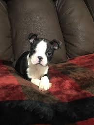 Our goal is to continue the integrity of the breed and provide healthy puppies to. Hollies Boston Terrier Puppies Of Northwest Louisiana Home Facebook