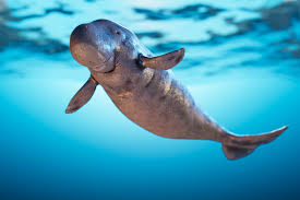 Dugongs have become important tourist attractions. Beloved Dugong Died After Ingesting Plastic One Green Planet