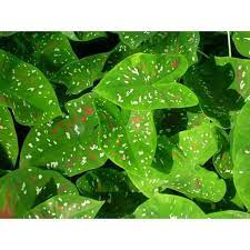 Maybe you would like to learn more about one of these? Caladium Florida Clown Shopee Philippines