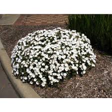 Image result for Convolvulus