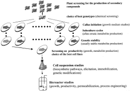 Jul 29, 2019 · in the growth condition(s) of plants, numerous secondary metabolites (sms) are produced by them to serve variety of cellular functions essential for physiological processes, and recent increasing evidences have implicated stress and defense response signaling in their production. Production Of Plant Secondary Metabolites A Historical Perspective Sciencedirect