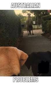 Only In Australia Australia Funny Funny Aussie Aussie Memes