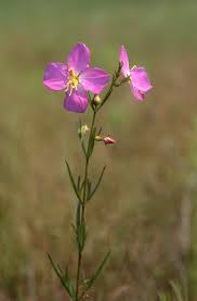 Image result for Habenaria tenuispica
