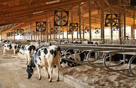 Raising cattle requires that you take care of cows, steers, calves, and bulls. 6 Basic Needs Of Dairy Cows And The Simple Signs They Are Not Being Met Genus Abs