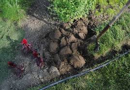 Fine grass clippings make excellent fertilizer, providing up to 40 percent of your lawn's needs. How To Use Grass Clippings In The Garden Balcony Garden Web