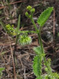 Image result for Tragia brevipes