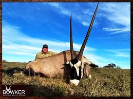 Gemsbok Hunting Everything You Need To Known