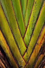 Pin By Robin Evans Studio On Inspiratie Uit De Natuur Abstract Photography Nature Inspiration Patterns In Nature