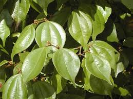 Image result for Striga linearifolia