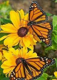 Mariposas Fotos De Mariposas Mariposa Monarca Mariposas De Colores