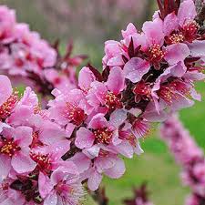 Maybe you would like to learn more about one of these? Bonfire Patio Peach Shop Patio Trees Michigan Bulb Co