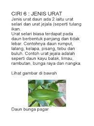 Tanaman ini berasal dari meksiko, sekarang sudah banyak dilakukan penelitian tentang tanaman. Ciri Daun Jenis Urat