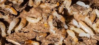 We offer all types of termite and pest control for homes and businesses. Termite Control Pest Patrol