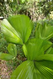 Image result for Licuala grandis