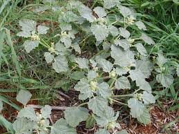 Image result for Chrozophora plicata