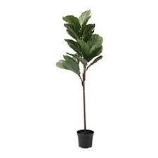 Fejka Artificial Potted Plant Indoor Outdoor Fiddle Leaf Fig Ikea Artificial Plant Wall Artificial Potted Plants Artificial Plant Arrangements