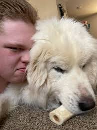 Oscar does a drag and lick with my hand. 😂😂😂 Edited to add that Oscar is  literally the sweetest, most snuggly big fat boy ever. He goes above and  beyond to be