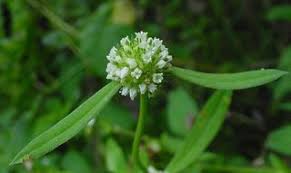 Image result for Spermacoce congensis