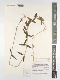 Image result for Otomeria elatior