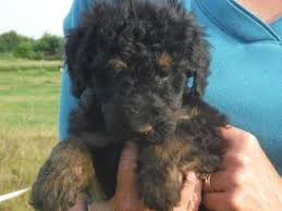 Our team of experts is here to help you choose a puppy that suits your lifestyle and meets your our airedale terrier puppies are carefully selected and are bred by reputable breeders, who live up to our high standards. Standard Poodle Airedale Terrier Doodle For Sale In Greenville Michigan Classified Americanlisted Com
