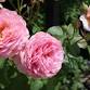 Rose Propagation Class