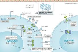 Often, the sample can be taken with a needle, but sometimes a cut is made to remove it. Inflammatory Breast Cancer Biology The Tumour Microenvironment Is Key Nature Reviews Cancer