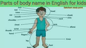 The human body is truly wondrous. Parts Of Body Name Body Parts Name For Kids Body Parts In English à¤¶à¤° à¤° à¤• à¤… à¤— à¤¶à¤° à¤° à¤• à¤… à¤— à¤• à¤¨ à¤® Youtube