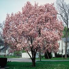 Image result for magnolia soulangeana