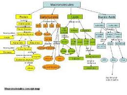 Biochemistry Tests For Food Macromolecules Lipid Answers Unit Four Macromolecules The Molecules Of Life Macromolecules Organic Chemistry Biology Lessons