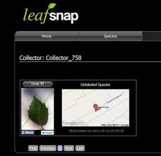 leafsnap is a new app to identify trees treehugger