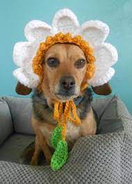 Crochet flower patterns for hats and cowls. 140 Dog Hats Ideas Hats Dog Hat Cat Hat