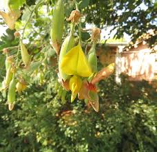 Image result for Crotalaria bernieri