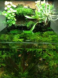 Aquaplantarium Cube Close Up Paludarium Aquarium