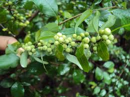 Image result for Commiphora pteleifolia