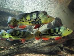 Ikan air tawar memang menjadi primadona untuk dijadikan sebagai ikan hias di akuarium ataupun di kolam. Ikan Hias Air Tawar Akuarium Ikan Hias Ikan Ikan Akuarium Ikan Tropis